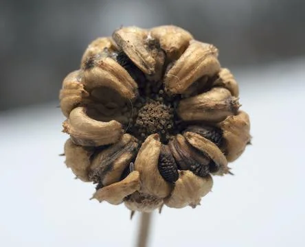 Calendula Stock Photos