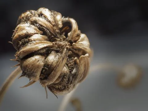 Calendula Stock Photos