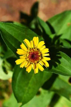 Calendula 스톡 사진