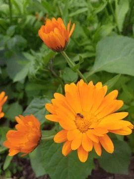 Calendula Stockfoto's