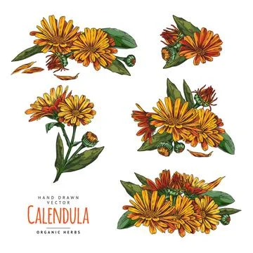 Calendula plant design elements collection sketch vector illustration isolated. Stock Illustration