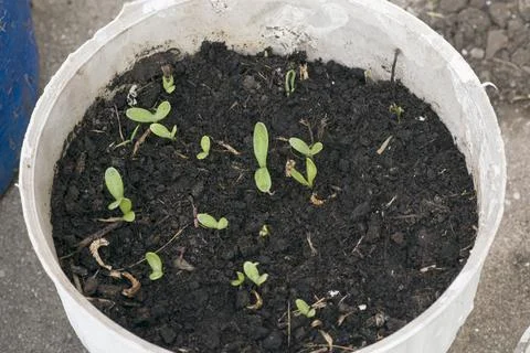 Calendula plants on the pot Stock Photos