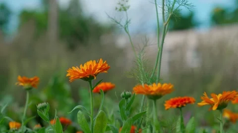 Calendula, pot marigold Stock Footage 322775267