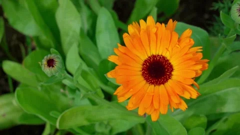 Calendula, pot marigold Stock Footage 322775516