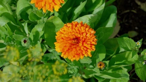 Calendula, pot marigold Stock Footage 322775597