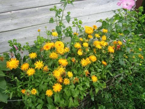Calendula radiant Stock Photos