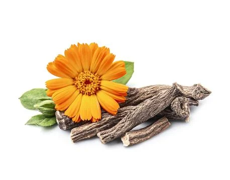 Calendula root with calednula flower Foto stock