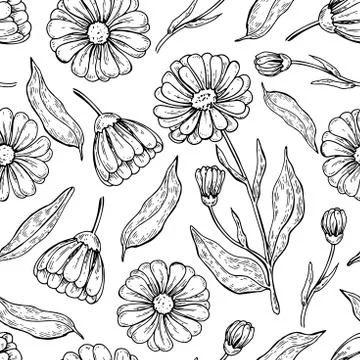 Calendula seamless pattern.  Isolated medical flower and leaves Stock Illustration
