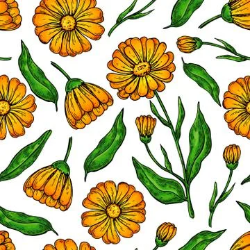 Calendula seamless pattern. Isolated medical flower and leaves. Stock Illustration