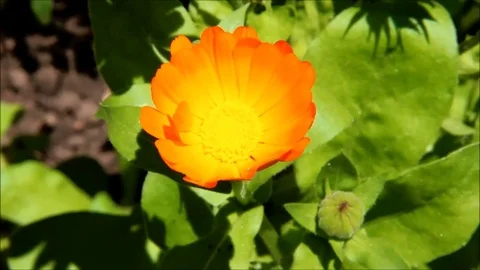 A calendula in the sunlight Stock Footage 77861306
