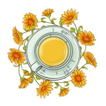 Calendula tea illustration Stock Illustration