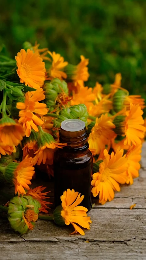 Calendula tincture and supplements. Selective focus. Stock Footage 315344728