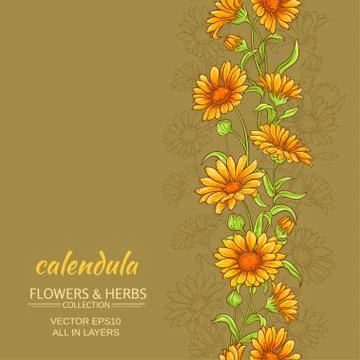 Calendula vector background Stock Illustration