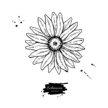 Calendula vector drawing. Isolated medical flower and leaves. Herbal engraved Stock Illustration