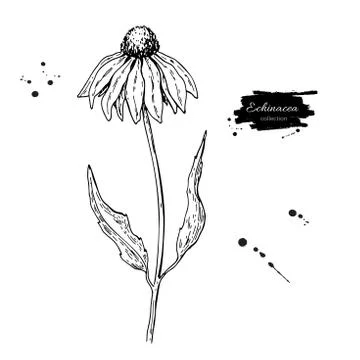 Calendula vector drawing. Isolated medical flower and leaves. Herbal engraved Stock Illustration