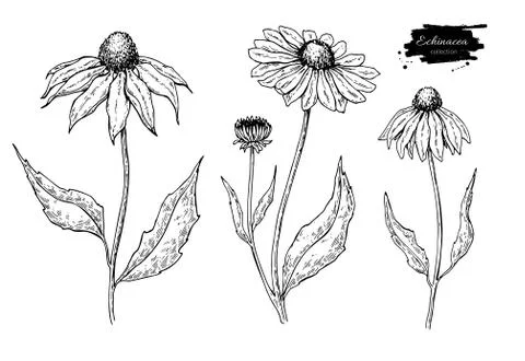 Calendula vector drawing. Isolated medical flower and leaves. Herbal engraved Stock Illustration