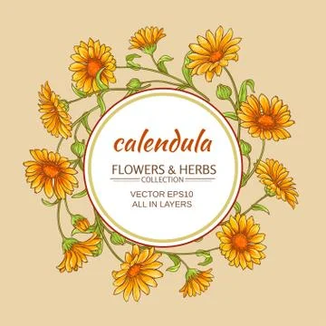 Calendula vector frame Stock Illustration