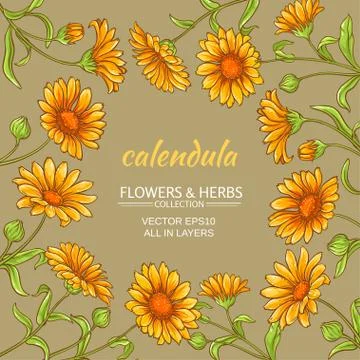 Calendula vector frame Stock-Illustration