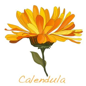 Calendula vector illustration Stock Illustration