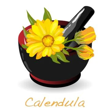Calendula vector illustration Stock Illustration