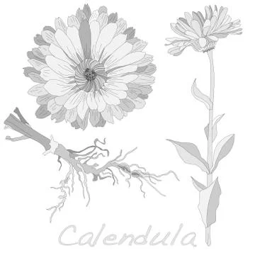 Calendula vector illustration Stock Illustration