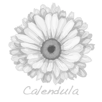 Calendula vector illustration Stock Illustration