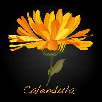 Calendula vector illustration Stock Illustration