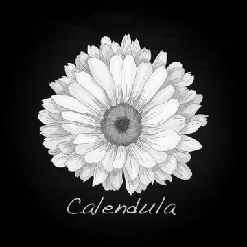 Calendula vector illustration Stock Illustration