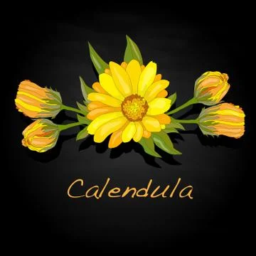 Calendula vector illustration Stock Illustration