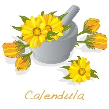 Calendula vector illustration Stock Illustration