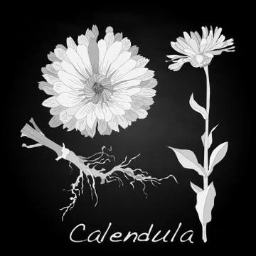 Calendula vector illustration Stock Illustration
