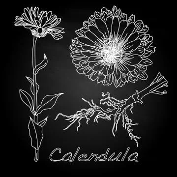 Calendula vector illustration Stock Illustration