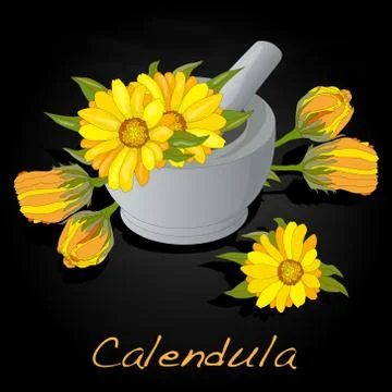 Calendula vector illustration Stock Illustration