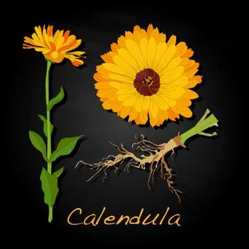 Calendula vector illustration Stock Illustration