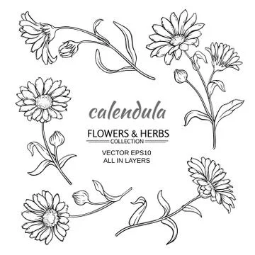 Calendula vector set Stock Illustration