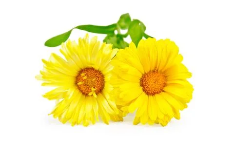 Calendula yellow Stock Photos