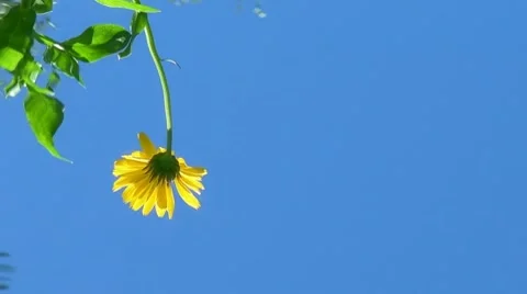 Calendula/Marigold. Flowing water on the mirror Stock Footage 7775200