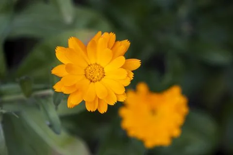 Calendulla officinalis close up Stock Photos