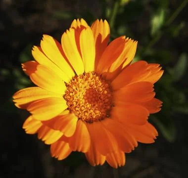 Calenlula flower Stock Photos