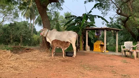 Calf about to have a drink from its mother Video stock 295910853