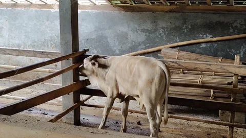 Calf activity in the pen Stock Footage 273127261