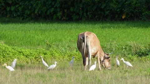 A calf and cattle egrets Stock Footage 320004674