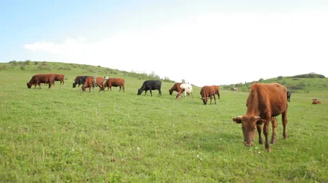 Calf and cows Stock Footage 25478068
