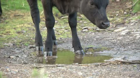 Calf and mother drinking from puddle Video stock 8877804