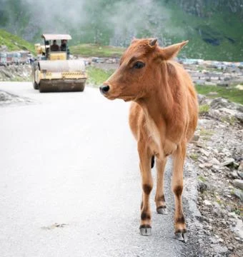 Calf and roller compactor on mountain road Stock Photos