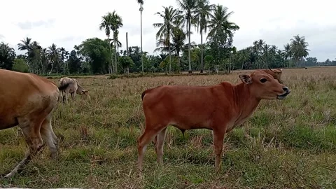 The calf And some of the cows in the meadow are feeding Stock Footage 239092307