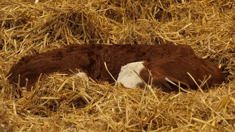Calf in barn Video stock 80551301