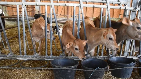 Calf barn Stock Footage 111326397