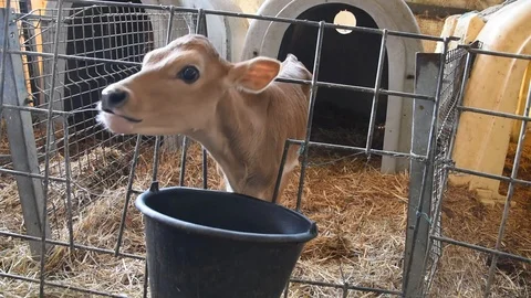 Calf barn Stock Footage 111326855