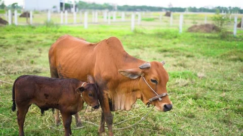 Calf basking alongside its mother cow as she grazes on fresh grass in a meadow Stock Footage 240831254